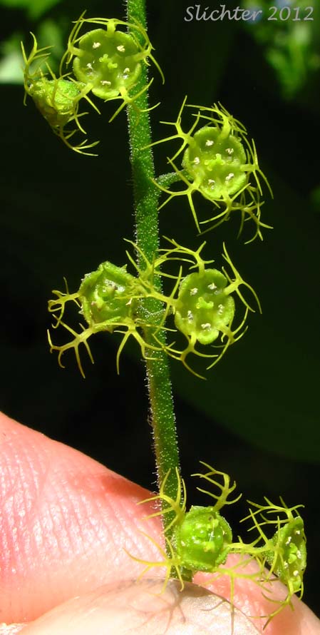Inflorescence of Brewer's Bishops Cap, Brewer's Mitrewort, Feathery Bishop's-cap, Feathery Mitrewort: Brewerimitella breweri (Synonyms: Mitella breweri, Pectiantia breweri)